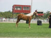 Championship Palomino